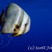 batfish_longfin_jk_h_0705_png0749.jpg
